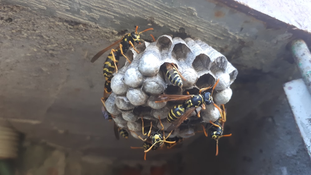 Traitement nids de guêpes et frelon en région paca